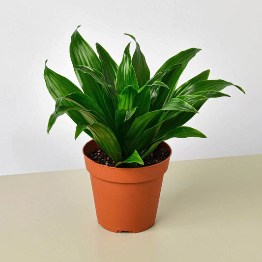 Dracaena 'Janet Craig' | Live Plant for Indoor & Outdoor | for Living Room, Office, Bathroom | (4" Pot)