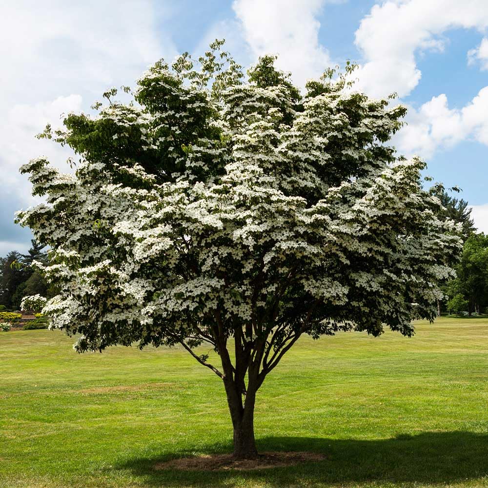 5 Kousa Dogwood Trees - 10-18" Tall Live Plants - White Ornamental Japanese Flowering Trees - Cornus kousa - (5 Pack)