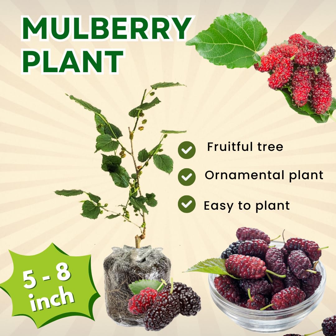 Mulberry Tree Live Plant 5 to 8 Inch Height, Everbearing Mulberry Bush Live Plant to Grow, Mulberry Plant Live (Red Mulberry)