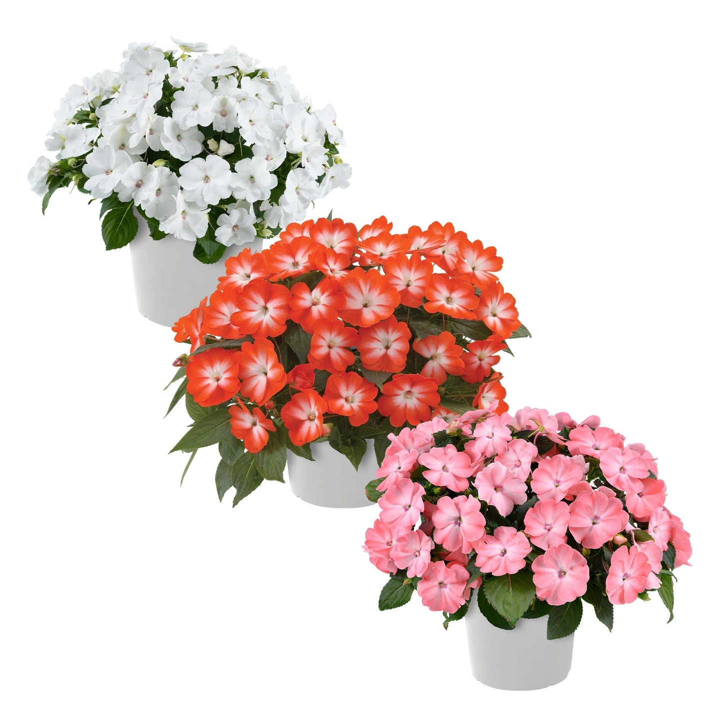 Live Flowering New Guinea Impatiens - Grower's Choice Assorted Colors (3 Plants Per Pack) - Beautiful Shade Flowers - 12" Tall by 5" Wide in 1 Qt Pot