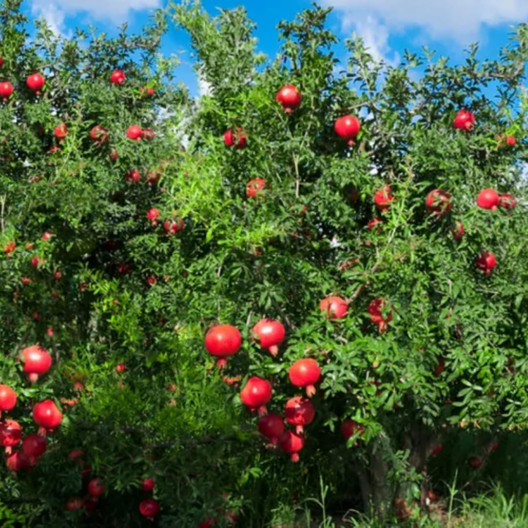 1 Year Old Pomegranate Tree Live Plant, Sweet Red Pomegranate Starter Size Seedling in 4" Pot, for Indoor Outdoor Spring Growing