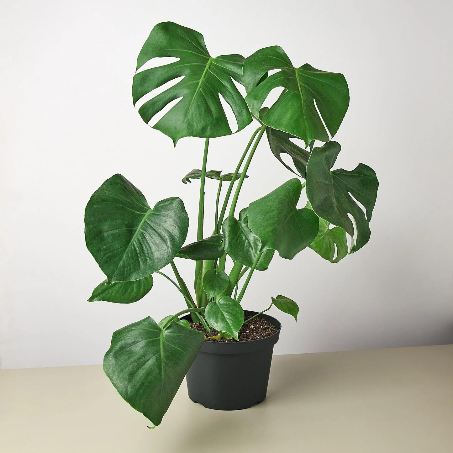 8 Pack Philodendron Monstera Split-Leaf in 4in Pot - Live Plants Tropical Houseplants | Variegated | USA Growers | The Snobby Leaf