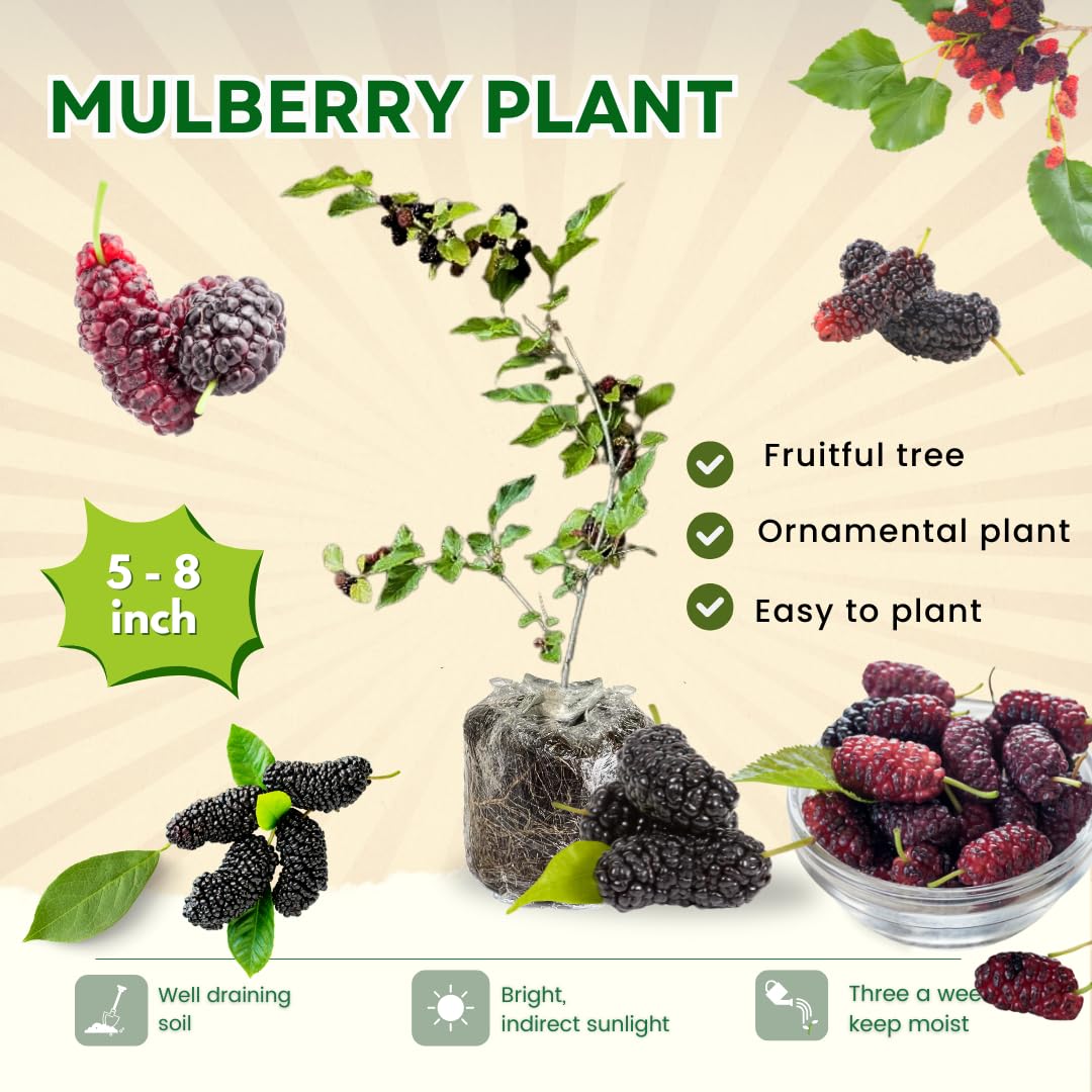 Dwarf Mulberry Tree Live Plant for Planting 5 to 8 Inch Tall, Everbearing Mulberry Bush Live Plant, Mulberry Plant Live, Mulberries Fruit