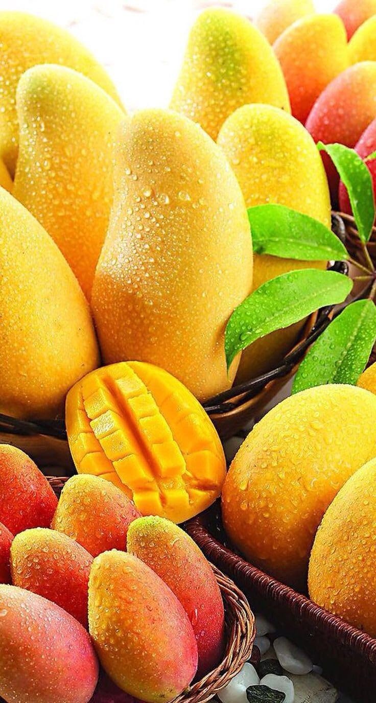 Live Plant - Alfonso grafted Mango Live Tree 2-3FT