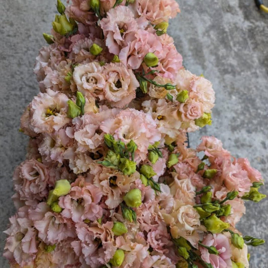 Apricot Lisianthus Eustoma Lisianthus Live Plant, Flowers Well Rooted Plug, 3-5'' Tall, Rose Plant for Landscape
