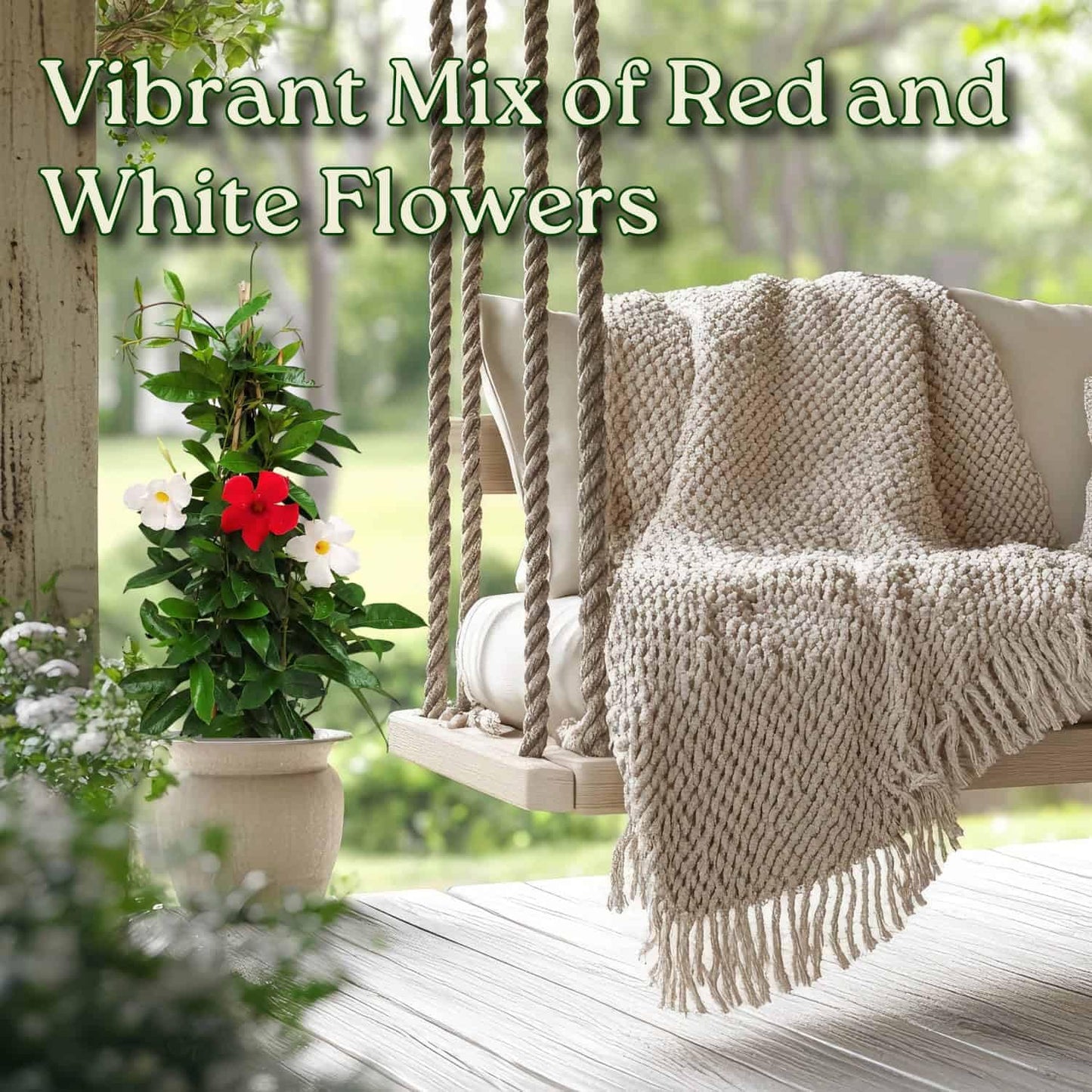 Live Mandevilla Flowering Plant - Trellis - Mixed Red Giant and White Giant - Tropical Plants of Florida - Overall Height 36" (Plant Only)