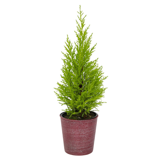 Miniature Festive Lemon Cypress Tree with Decorative 4.25" Pot Cover, Live Plant Gift for Holidays, Easy Care Live Houseplants for The Holidays by Plants for Pets