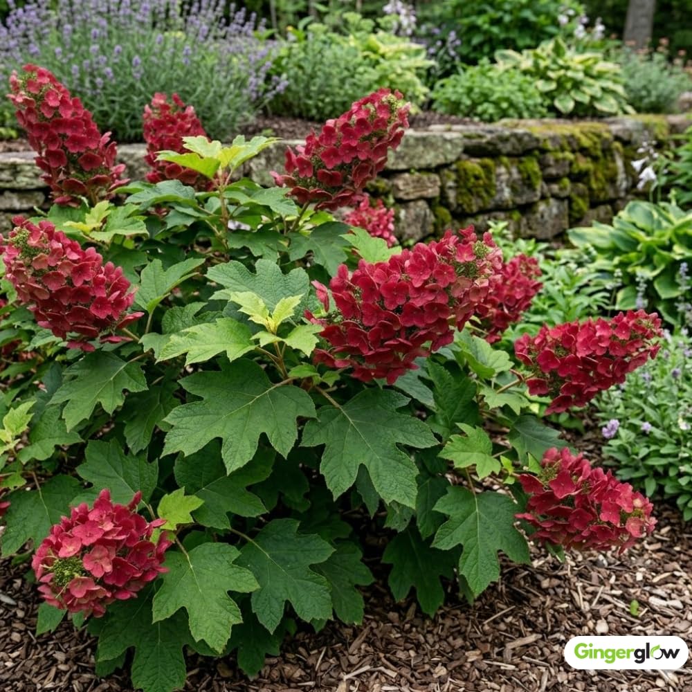 Ruby Slipper Oakleaf Hydrangea Live Plant in Quart Pot, 6-10" Tall Hydrangea Plants Trees Shrubs, Low Maintenance Compact Flowering Shrub for Borders, Garden Beds & Outdoor Landscaping