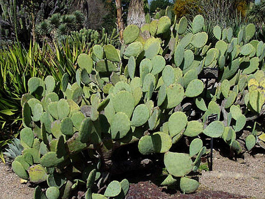 3 Pads Spineless Thornless Edible Nopales Prickly Pear Cactus Pads Opuntia Cacanapa Succulents Cutting Planting