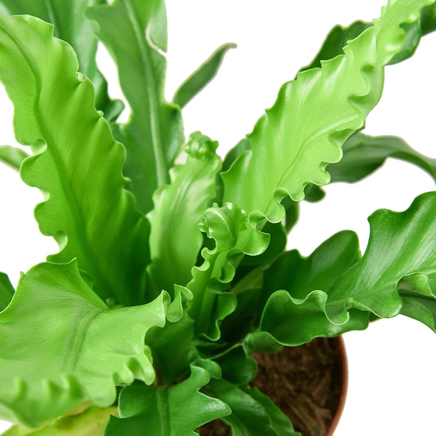 Birds Nest Victoria Fern | Live Plant for Indoor & Outdoor | for Living Room, Office, Bathroom | (4" Pot)