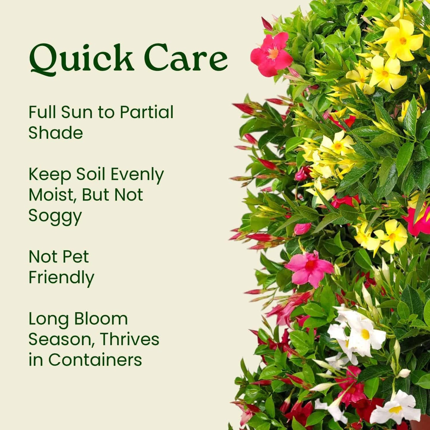 Coral Dipladenia Bush - 14 inch Overall Height, 1 Gallon - Live Flower Plant - Tropical Plants of Florida