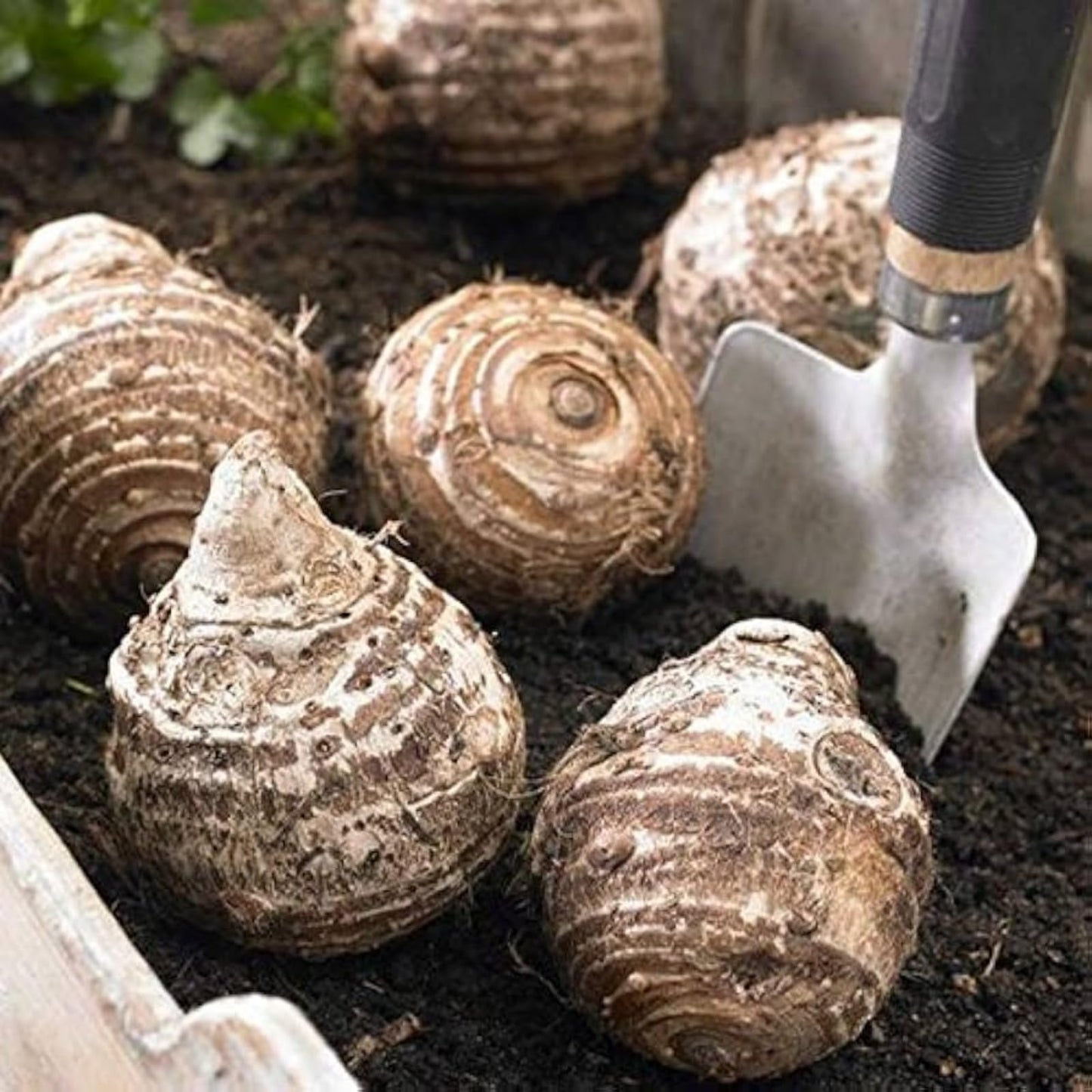 JYGXCT Elephant Ear Bulbs for Garden, Tropical Plant Tubers, Live Outdoor Plants-6 BULBS-H