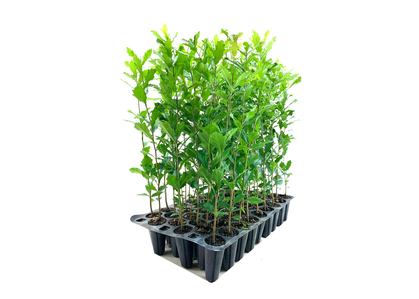 Southern Live Oak Tree | Quercus Virginiana | 10 Live Plants | Durable Picturesque Shade Tree | Dark Green Foliage