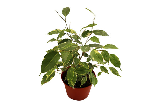Weeping Fig Tree - Ficus Benjamina Variegated - 4'' from California Tropicals
