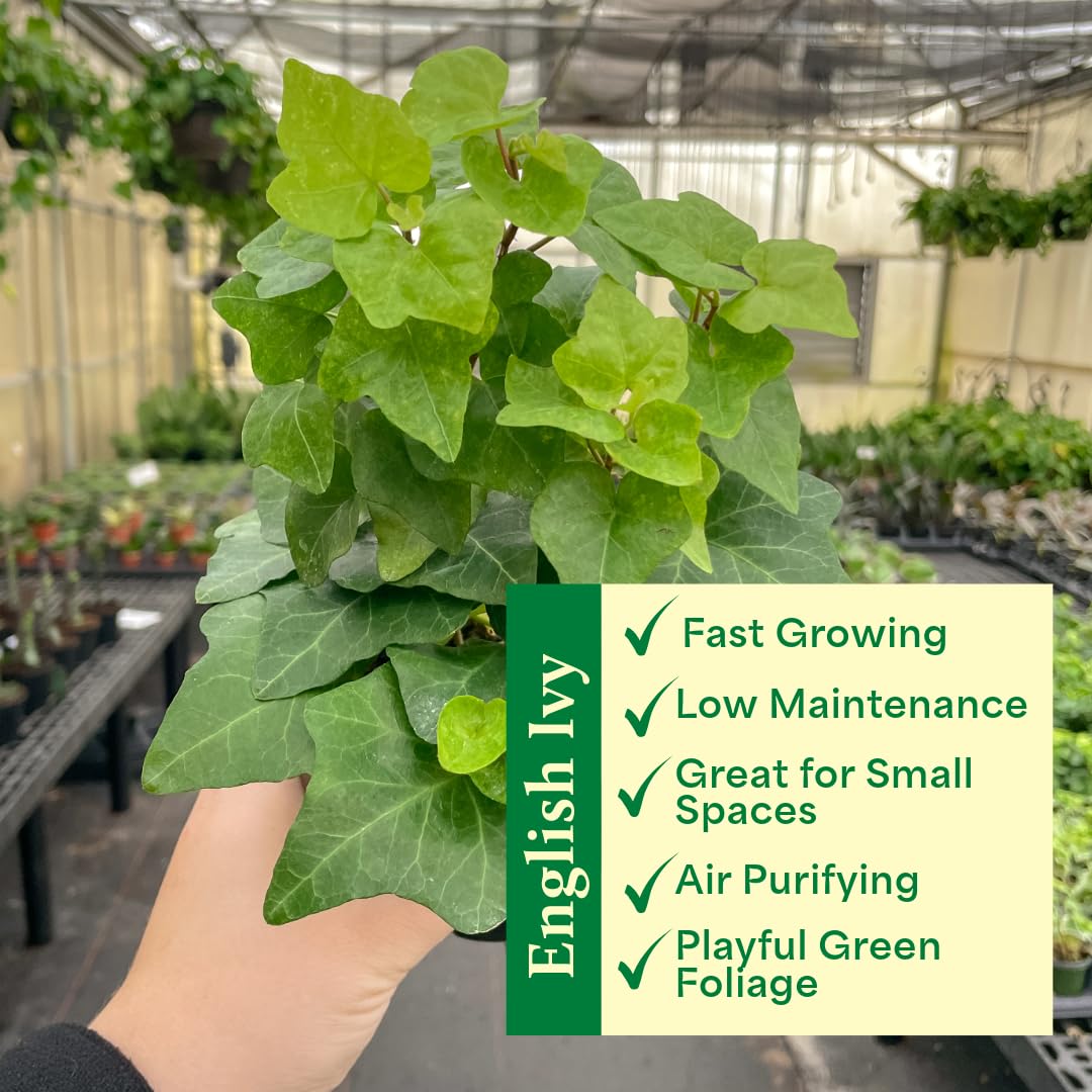 Thorsen's Greenhouse Live Green English Ivy Plant, Hedera Helix, Natural Air Purifier, Easy to Grow, Live Indoor Houseplant, (Sage - 6" Pot)