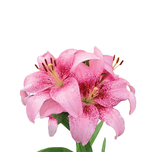 Easy to Grow Lilium Asiatic Tango Lily 'Pink Brush' Plant Bulbs (3 Pack) - Pink Flowering Blooms in Summer Gardens
