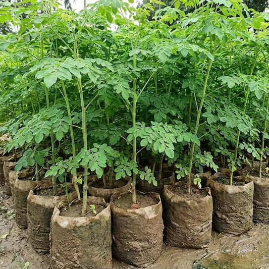 2 Moringa Trees Plants Live for Planting, Moringa Oleifera, Malunggay Well Rooted, 6 to 10 Inches Tall, No CA