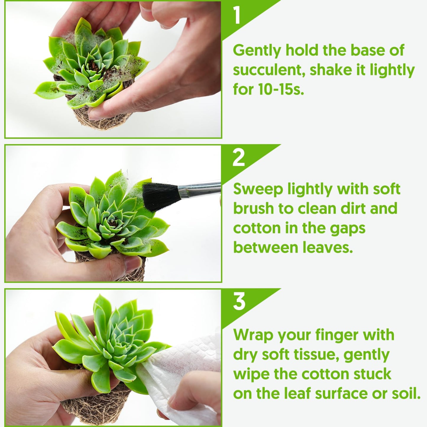 Sprout N Green Echeveria 'ICY Laui' Sugar Heart, Rare Live Succulent Fully Rooted in 2" Pot with Soil, Home Office Indoor Outdoor Wedding Decor DIY Projects Party Favor, Easy to Care, Pet Friendly