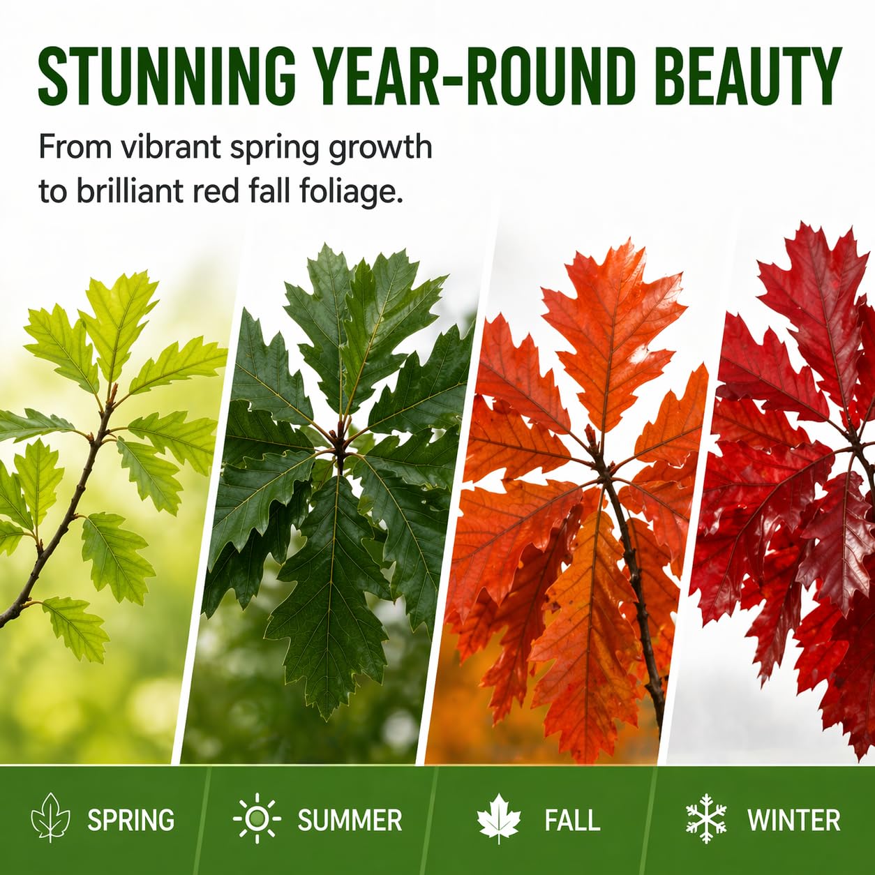 Red Oak Tree Seedlings for Planting | Year Old Rooted and Healthy Seedlings to Plant (2 Seedlings)