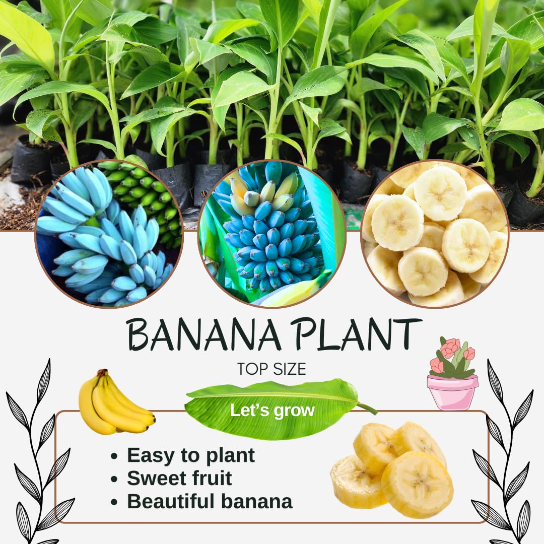 Banana Plant Live, Ice Cream Blue Banana Tree Live Plant, Hardy Banana Fruit Seedling 4 to 8 Inch Tall, Indoor Outdoor