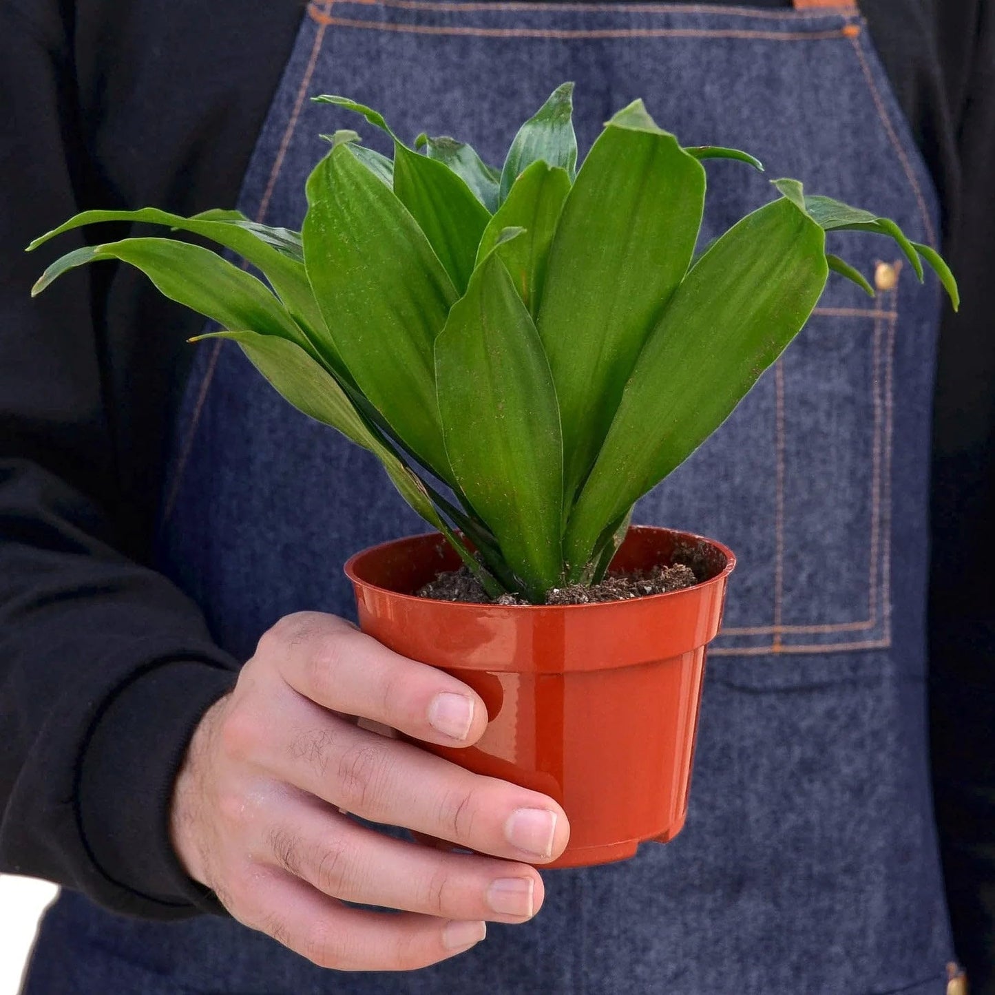 2 Pack Dracaena 'Janet Craig' in 3in Pot - Live Plants Tropical Houseplants | Variegated | USA Growers | The Snobby Leaf