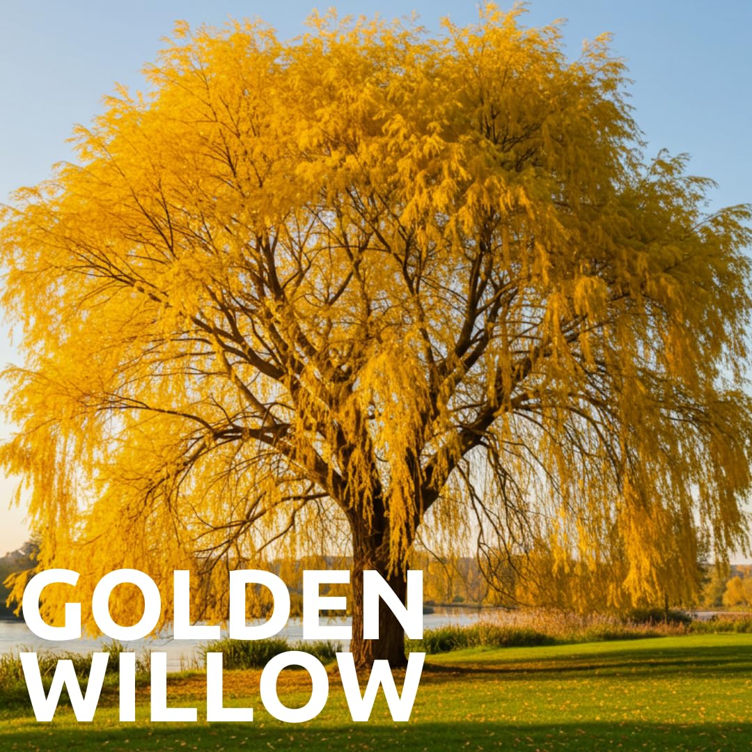 Alexa's Elegant Weeping Duo - 4 Live Trees to Plant - 2 Stunning Live Potted Blue Chinese Wisteria Seedlings - 2 Gold Weeping Willow Cuttings to Grow - Make Your Yard Stand Out