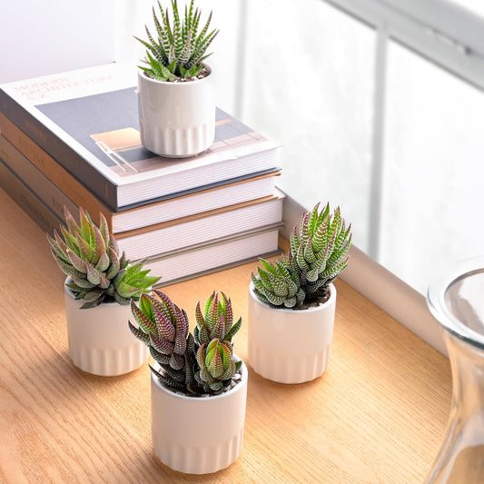 Succulent Plants (4 Pack), Live Succulents Fully Rooted in 2" Grower Pots, Unique Potted House Plant for DIY, Home Decor, Wedding Party Favor (Haworthia Varieties)