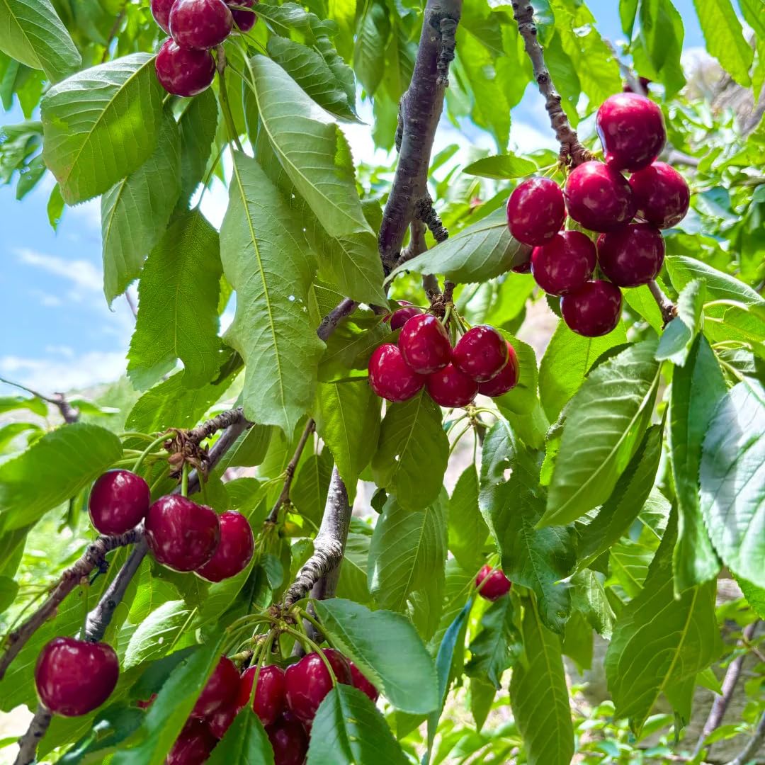 Mixrug Cherry Seeds for Planting Outdoor, 20pcs Cherry Tree Seed Non-GMO Heirloom Sweet Edible Fruit, Sweet Juicy Fruits Plant in Your Home Garden