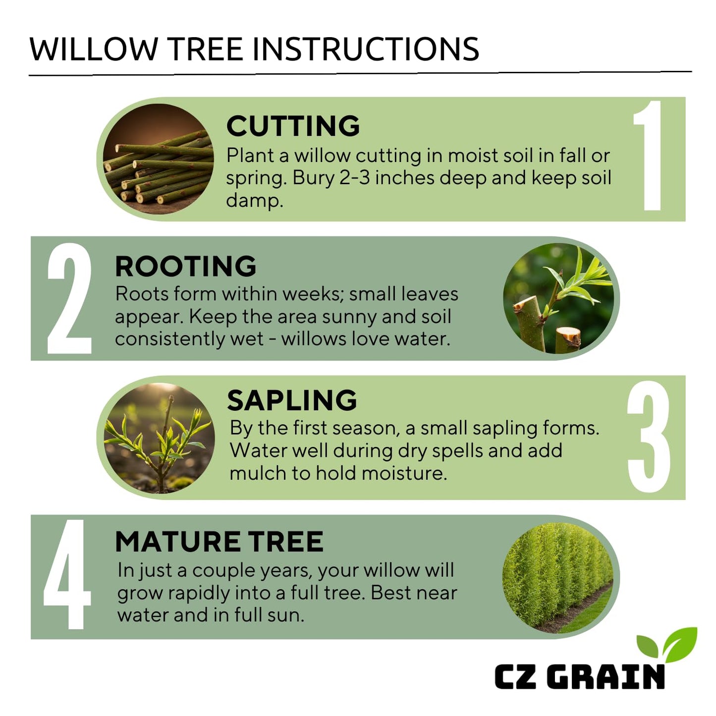 Abby’s Willow Bonsai Forest – 5 Willow Cuttings – Easy-to-Grow, Miniature Trees for Indoor or Outdoor Gardens