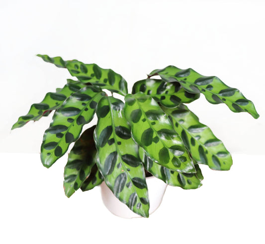 Calathea Indoor Plant, Live Houseplant 4 inch Grower's Pot (Rattlesnake)