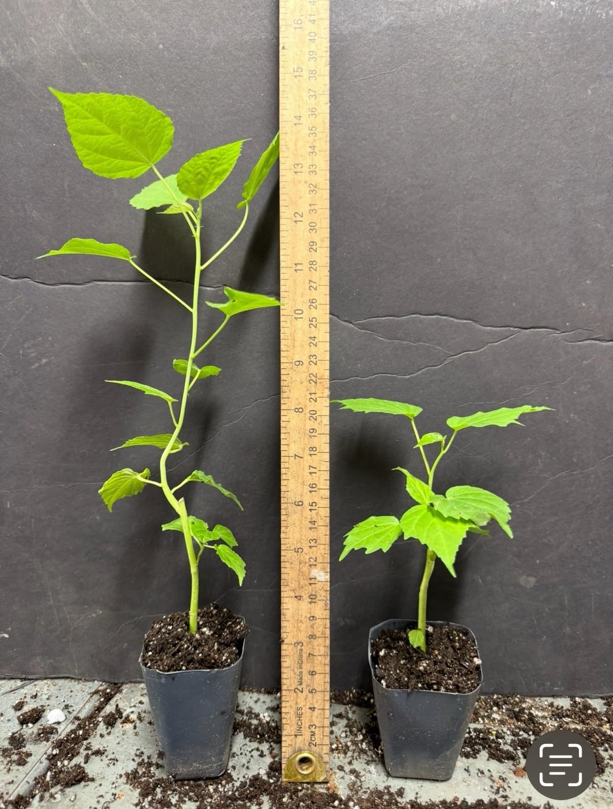 Live Plant - Luna Pink Swirl Hibiscus moscheutos-Small Rooted Starter Plant-Huge 8-10” Blooms