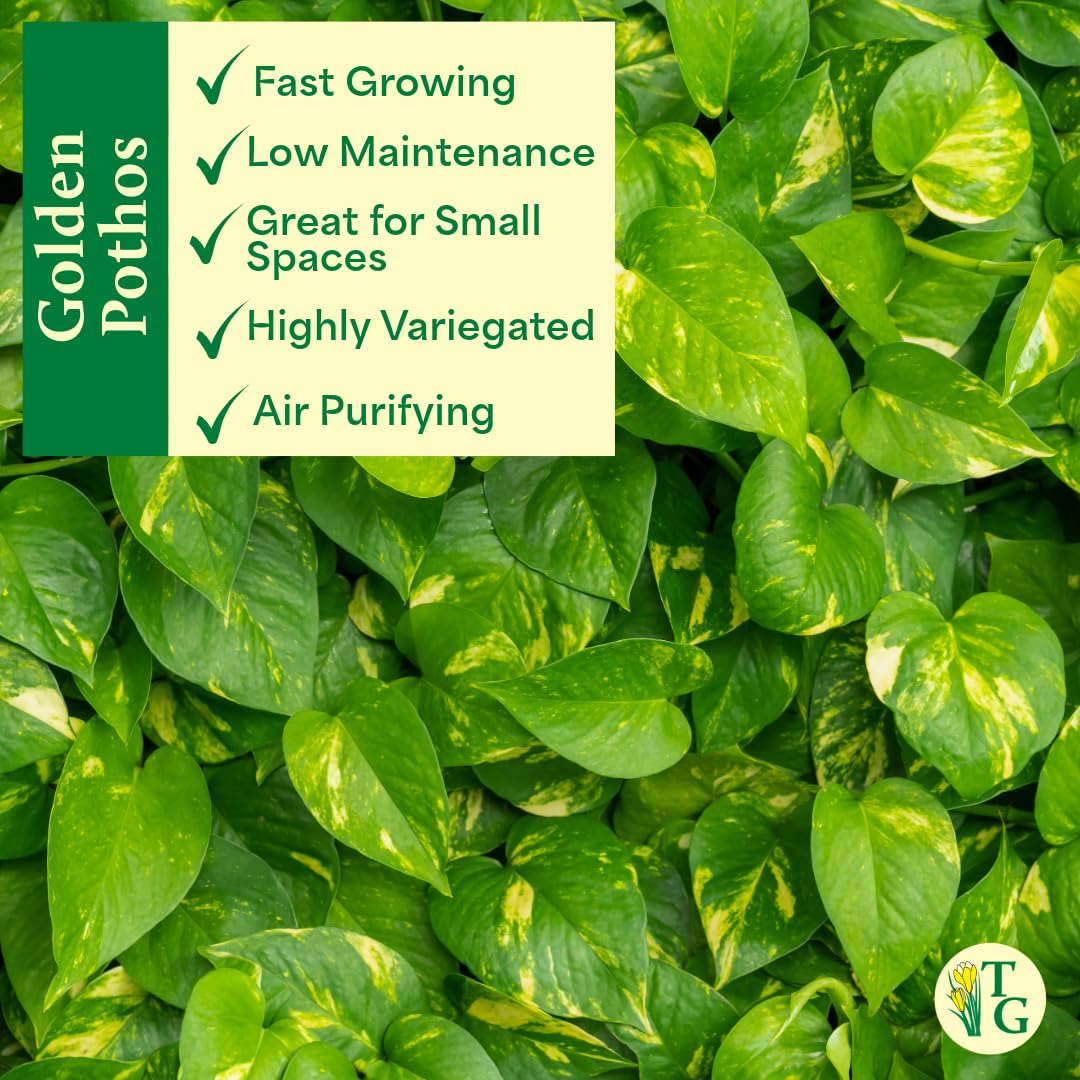 Thorsen's Greenhouse Golden Pothos, Live Indoor Vining Plant, Easy to Grow, Variegated Houseplant, Natural Air Purifier (Brushed Silver, 4-inch Pot)