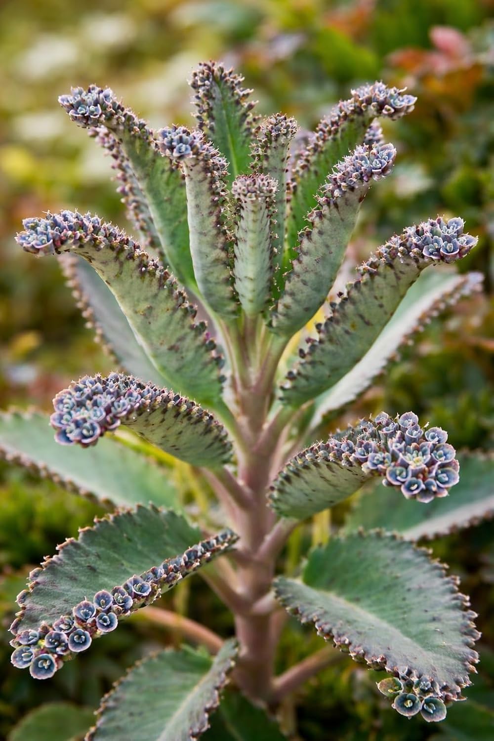 Mother of Millions Kalanchoe Starter Plant - 2 Inch Pot - Kalanchoe Delagoensis