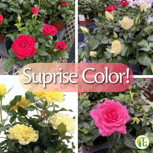 Thorsen's Greenhouse Mini Rose Bush, Spring Blooming Live Plant, Suprise Bloom Color, Gift for Mom, 4" Diameter Plant (Lavender)
