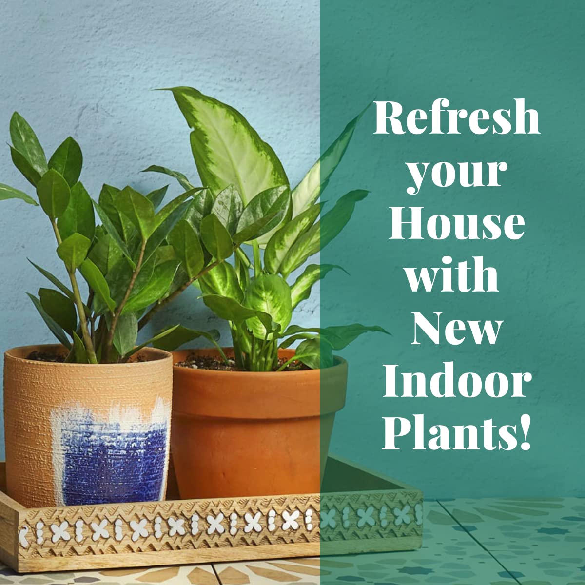 House Plant Shop | Philodendron 'Velvet' - 4" Pot | Live Indoor Plant | Easy to Care | Natural Décor Plant | Great Gifts| Free Care Guide