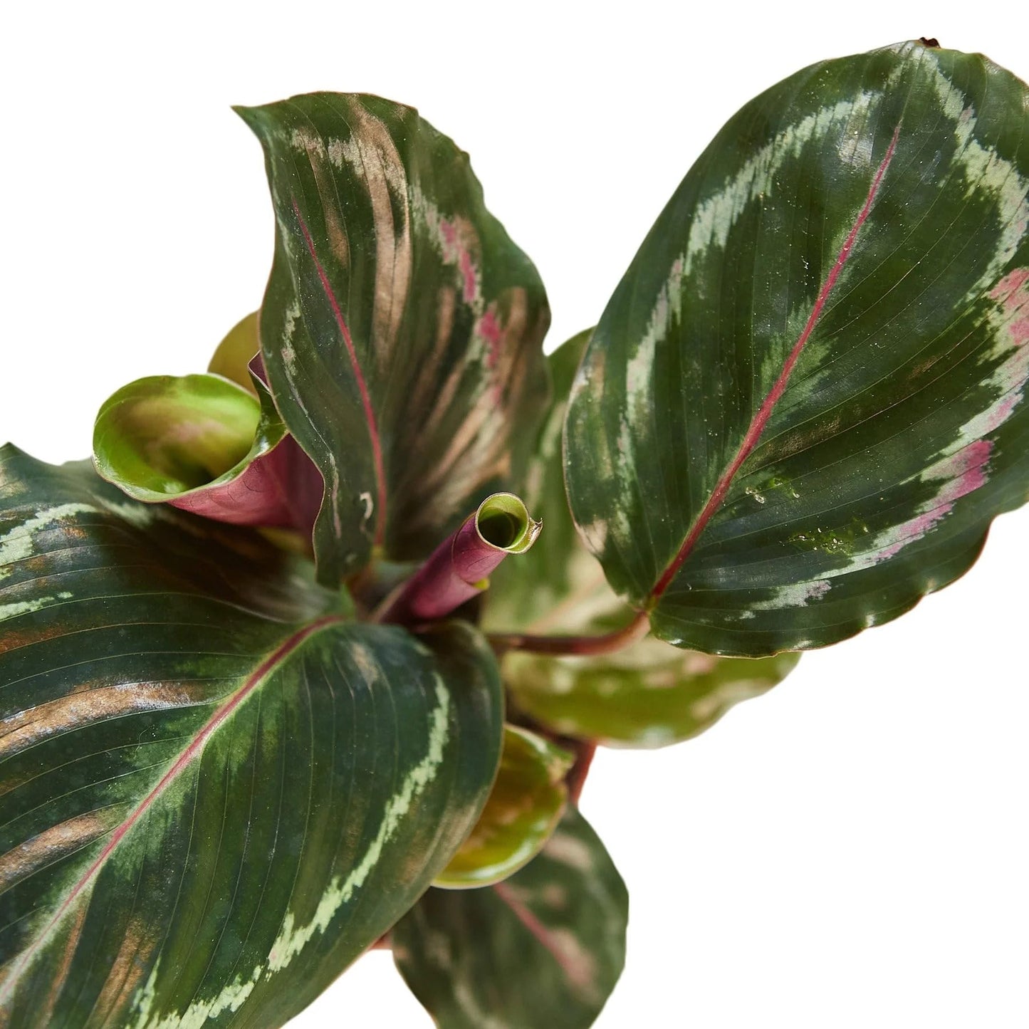 Calathea Roseopicta 'Medallion' | Live Plant for Indoor & Outdoor | for Living Room, Office, Bathroom | (6" Pot)