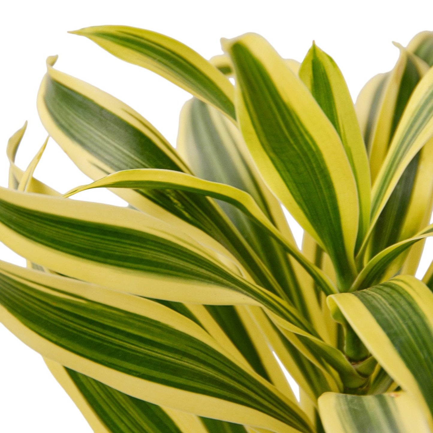 5 Pack Dracaena 'Song of India' in 6in Pot - Live Plants Tropical Houseplants | Variegated | USA Growers | The Snobby Leaf