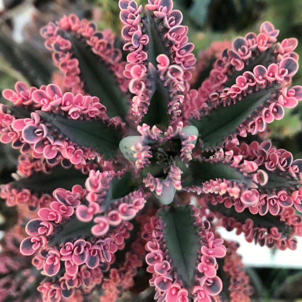 Pink Kalanchoe Plant Live in 2 Inch Pot, Butterfly Kalanchoe Succulent Mother of Thousands, Kalanchoe Live Plant
