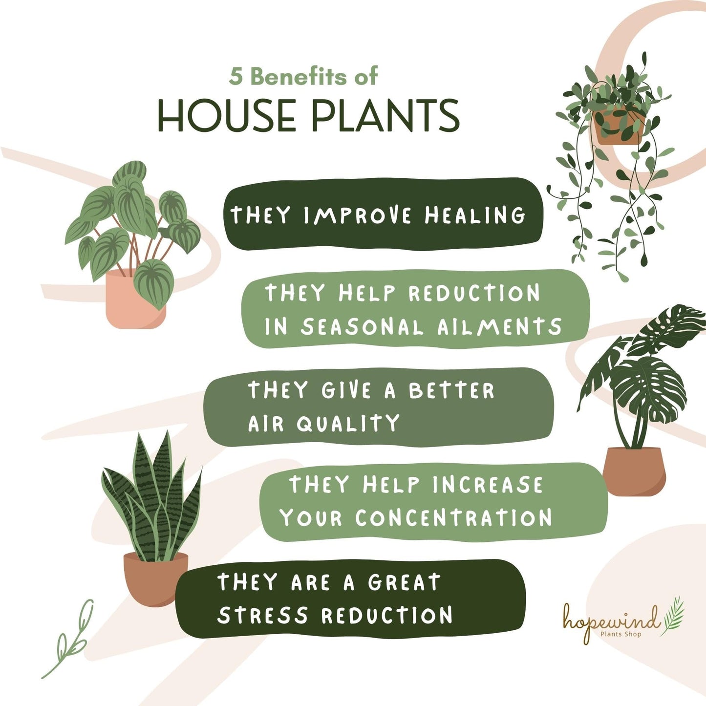 Live Plant, Lemon Lime Maranta Prayer Plant, Pet Friendly, Air Purifying Plant, Easy Care, Easy to Grow Live Indoor Plant, Houseplant, Rare Indoor Plant, Home Décor 4 inch Pot by Hopewind Plants Shop