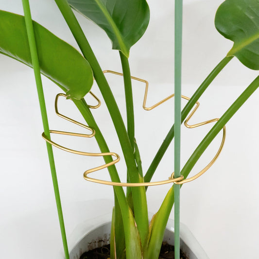 GOOOXIM Monstera Plant Support Stem Stabilizer 9 * 7.6 inches- Durable Leaf Holder & Adjustable Stake for Fishbone Cactus, Easy to Install Garden Tool for Optimal Growth in Indoor Plants