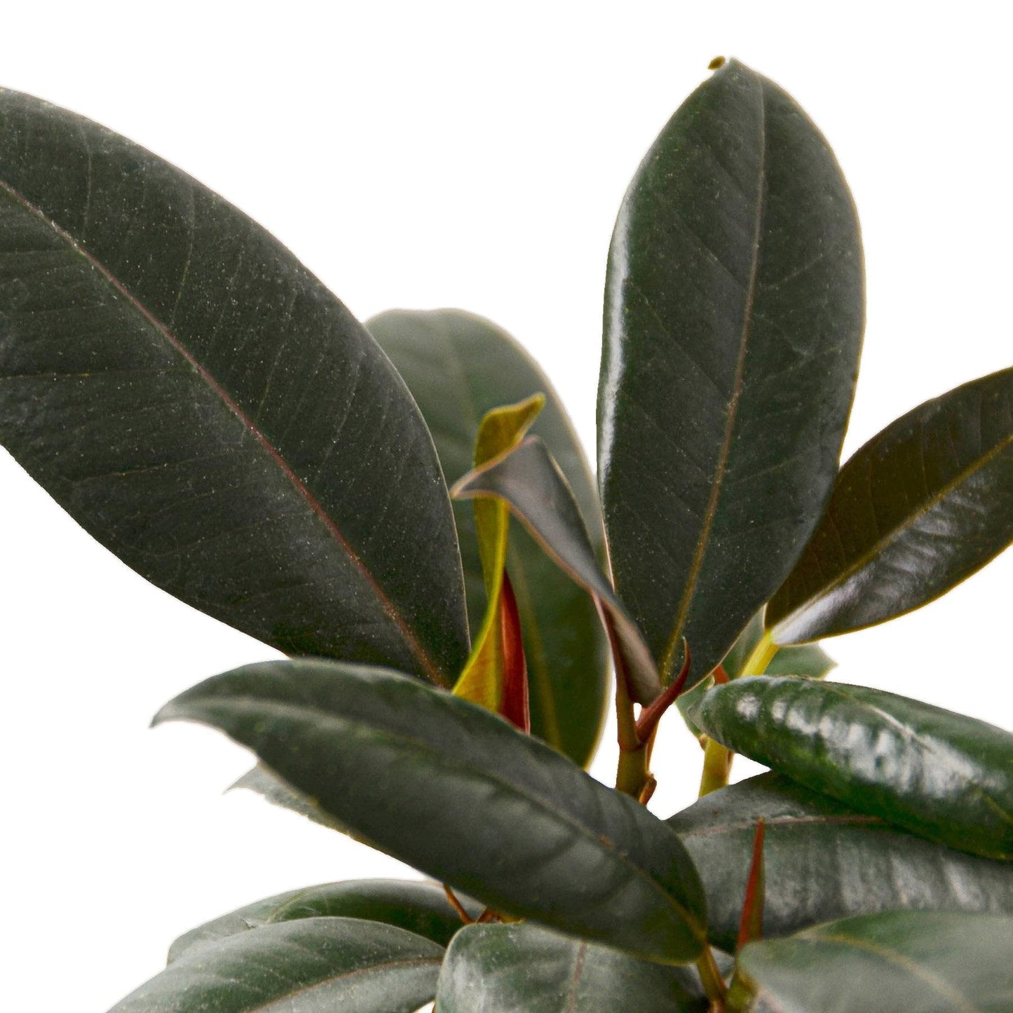 Ficus Elastica 'Burgundy' | Live Plant for Indoor & Outdoor | for Living Room, Office, Bathroom | (6" Pot)