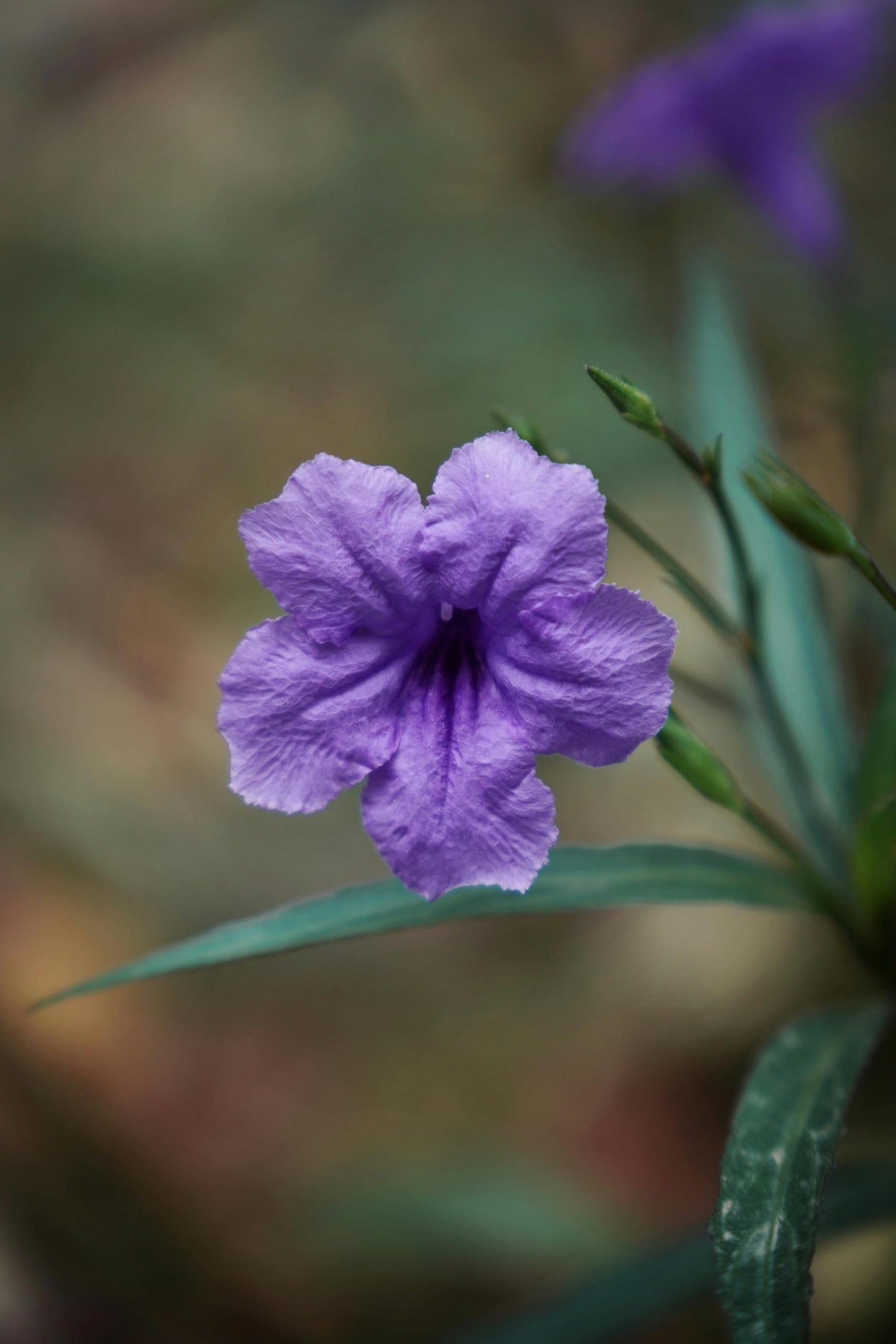 Purple Mexican Petunia Plants – Mexican Bluebell Pack of 2 Live Starter Plants (6-8 Inches Tall) – Ruellia brittoniana, Purple Showers, Fast-Growing