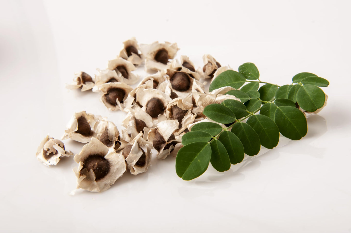 Moringa Plants 2 Live Moringa Trees with Moringa Seeds, Drumstick Tree, Miracle Tree, Moringa Seedling, Live Plant