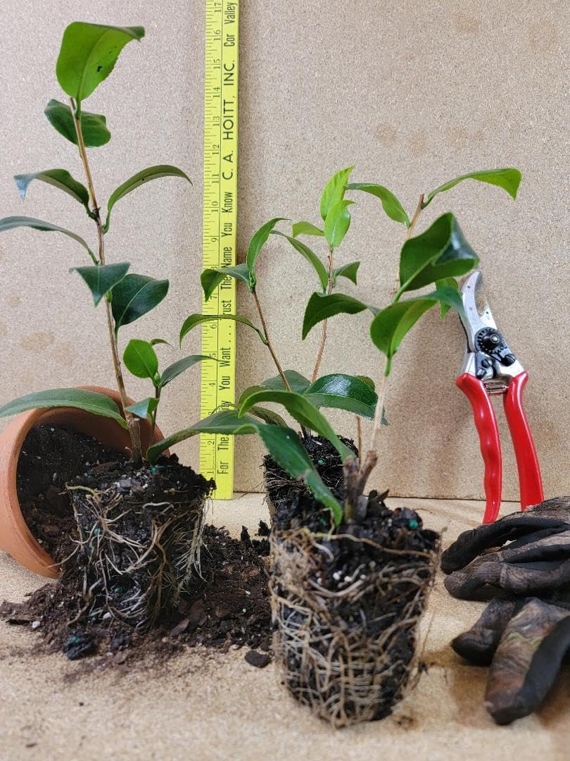 Live Plant - Tri Color Camellia Japonica - Starter Plant