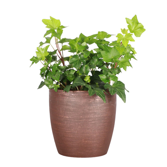 Thorsen's Greenhouse Live Green English Ivy Plant, Hedera Helix, Natural Air Purifier, Easy to Grow, Live Indoor Houseplant, 4" Diameter Pot (Copper)