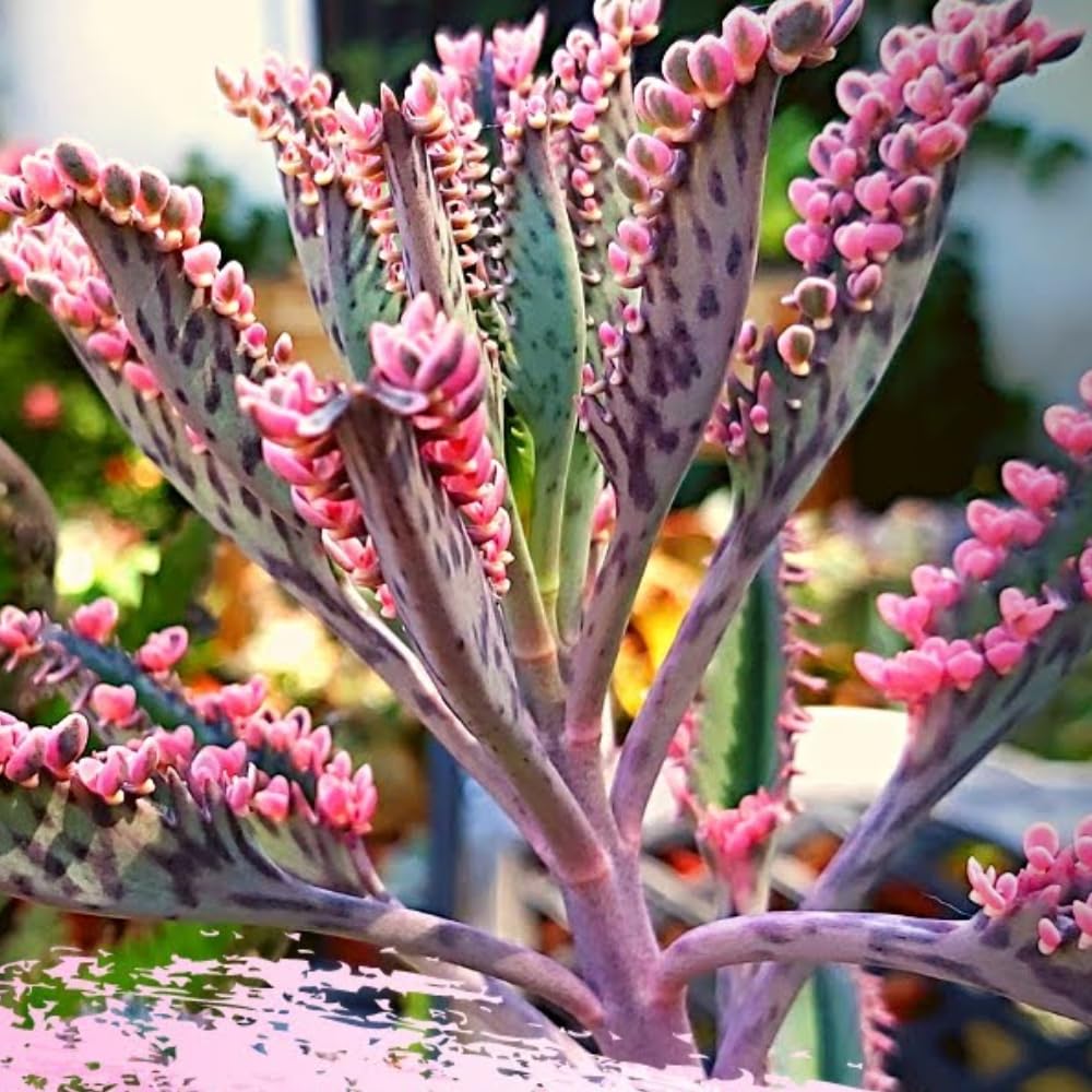 2 Kalanchoe Pink Butterfly Plants Live, Kalanchoe Live Plant, in 2 Inch Pot, Pink Kalanchoe Succulent Mother of Thousands