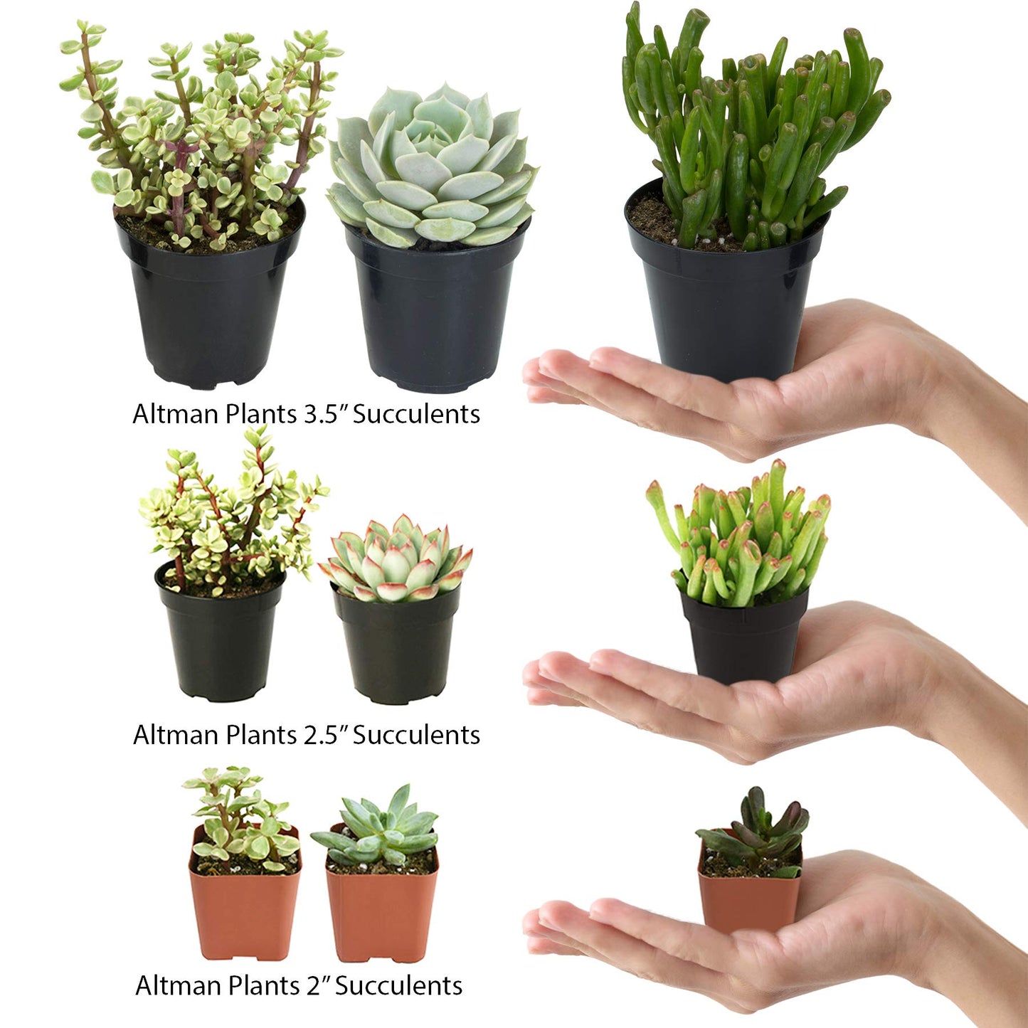 Altman Plants, Assorted Cactus Plants Live Succulents (3 Pack), Live Cactus Plant Lover Gifts, Cacti Succulents Plants Live Houseplants, Succulent Indoor Plants Live Plants in Cactus Soil Potting Mix