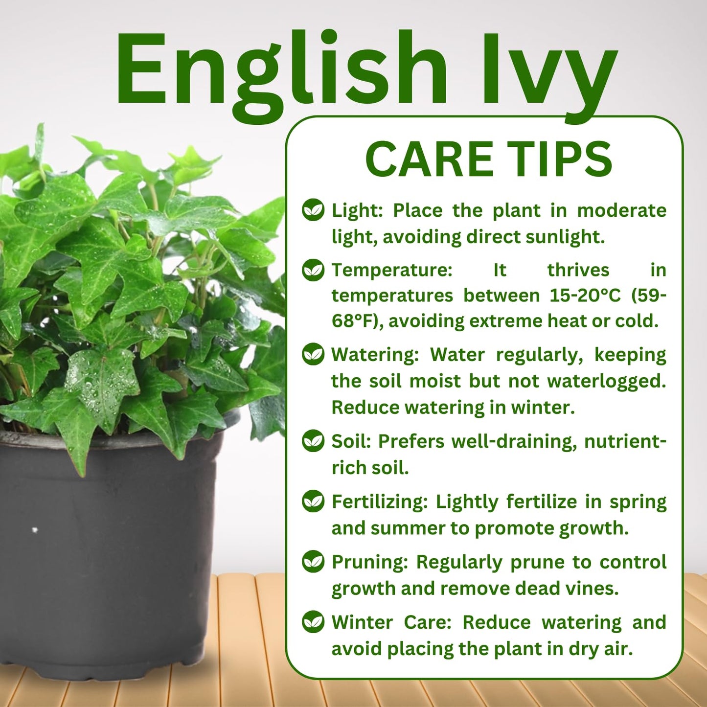Trailing English Ivy Live Plant, Hardy Ivy Plants in 4" Pot, Climbing Plants Outdoor Garden, Easy Care House Plant (Variegated Yellow Green)