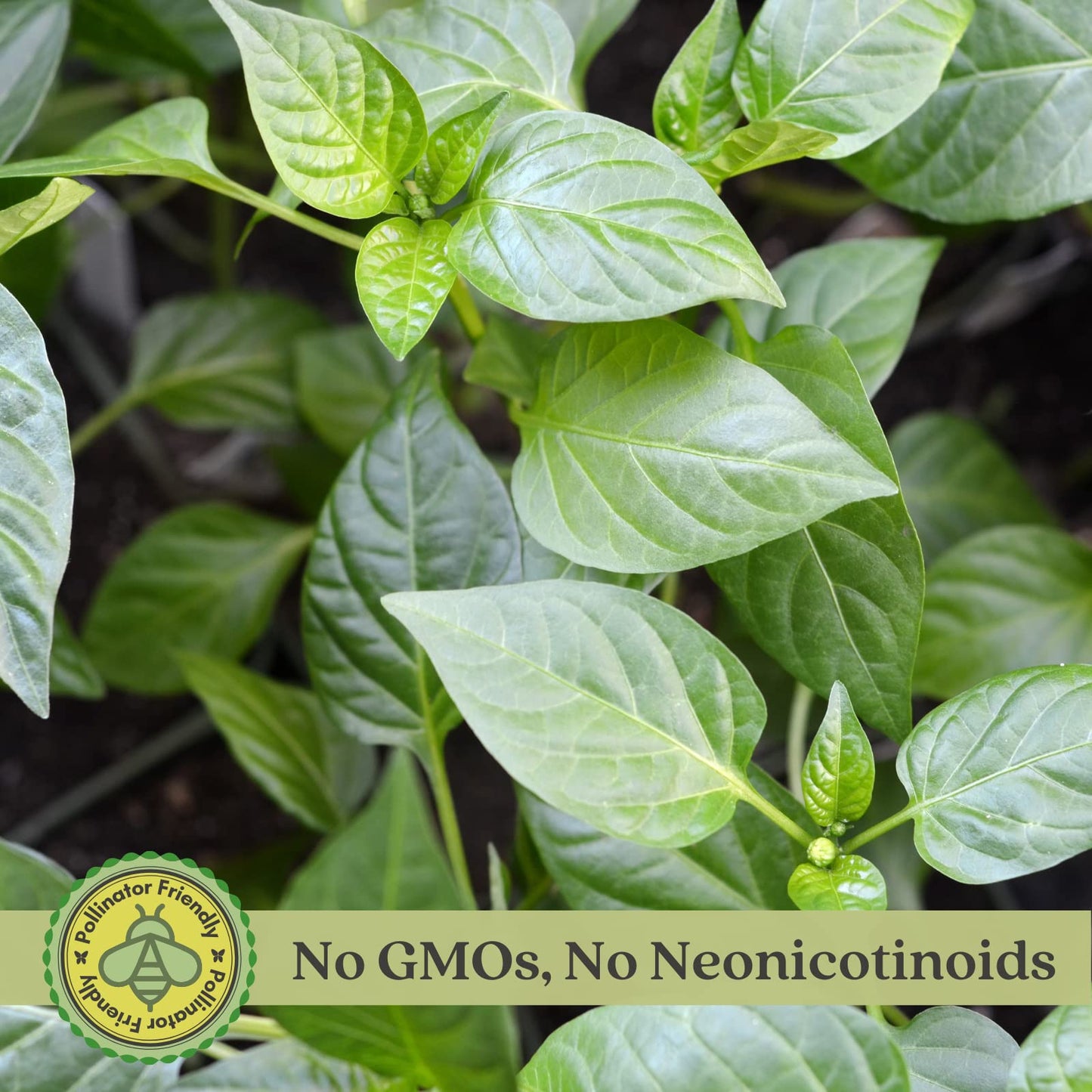 Clovers Garden Gypsy Sweet Pepper Plants– Two (2) Live Plants – Non-GMO - Not Seeds - Each 4" to 8" Tall – in 4" Inch Pots - Sweet Elongated Shape, Large Fruits