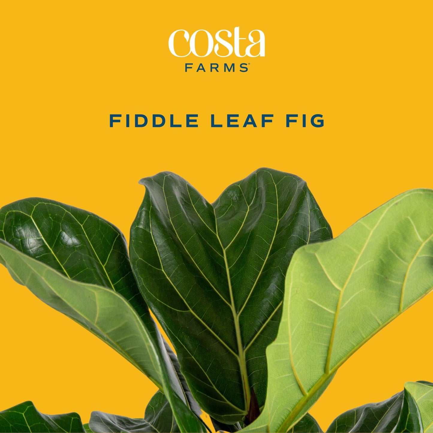 Costa Farms Fiddle Leaf Fig Tree, Live Ficus Lyrata 3–4 Ft, Air Purifying Large Easy to Maintain Indoor Floor Plant, Living Room, Bedroom or Office Décor Gift